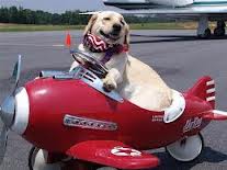 dog in airplane